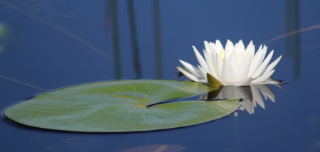 Water on Lily