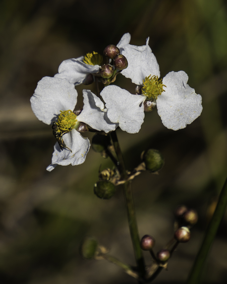 Wildflower with Insect