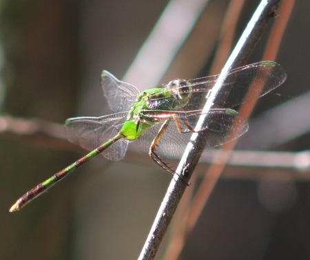 Mystical Dragon Fly