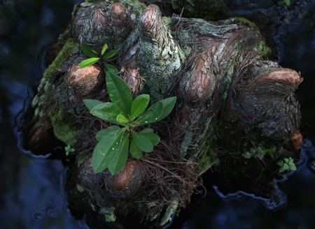 Life on Cypress Knees