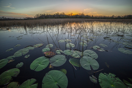 Lily Pads at Sunset
