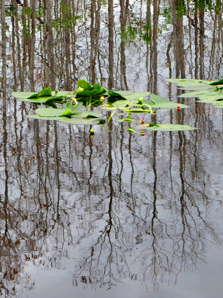 Illusional Rooted Lilly Pads