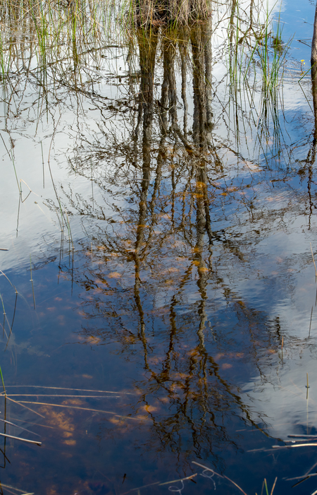 Floating Trees