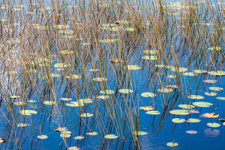 Lily Pad Sea