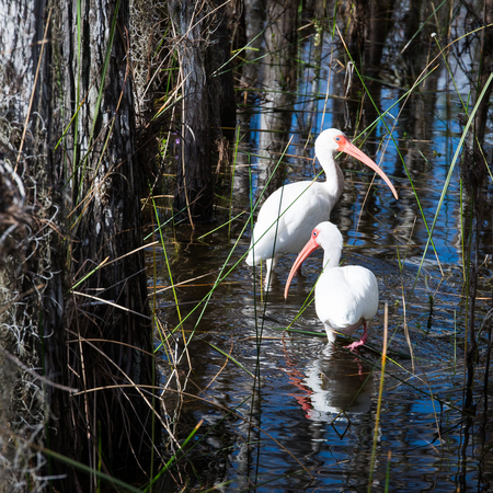 Ibis Pair