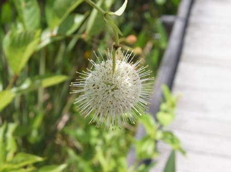 Button Bush At Grassy Waters