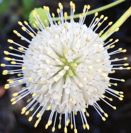 Button Bush Beauty