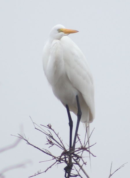 Winter White Morning