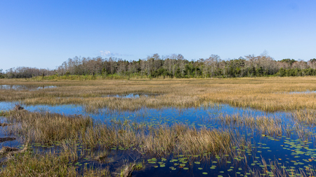 Vast Wetland Beauty