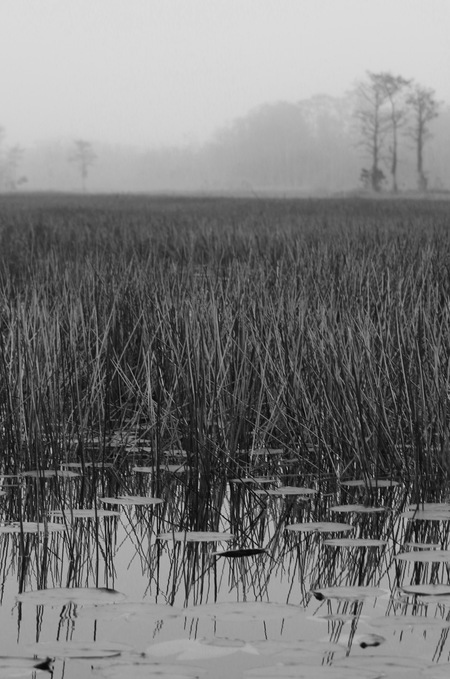 Misty Grassy Waters