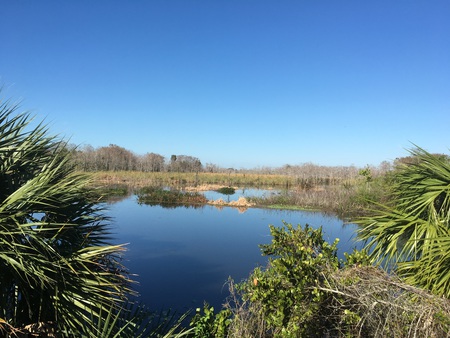 Good Morning Grassy Waters