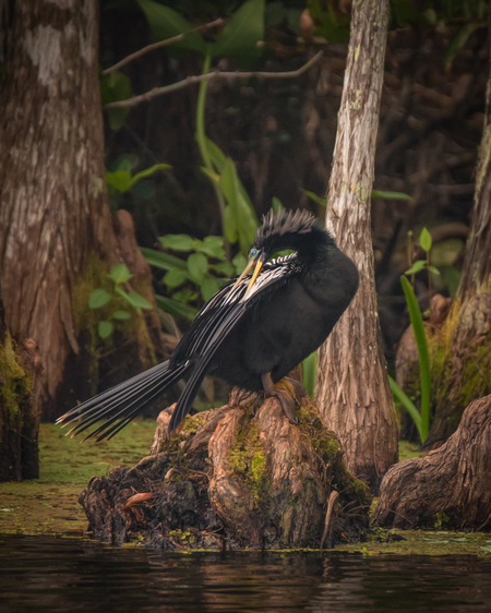 Preening Anhinga