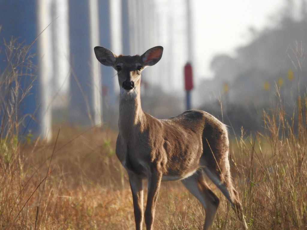 Morning Encounter 