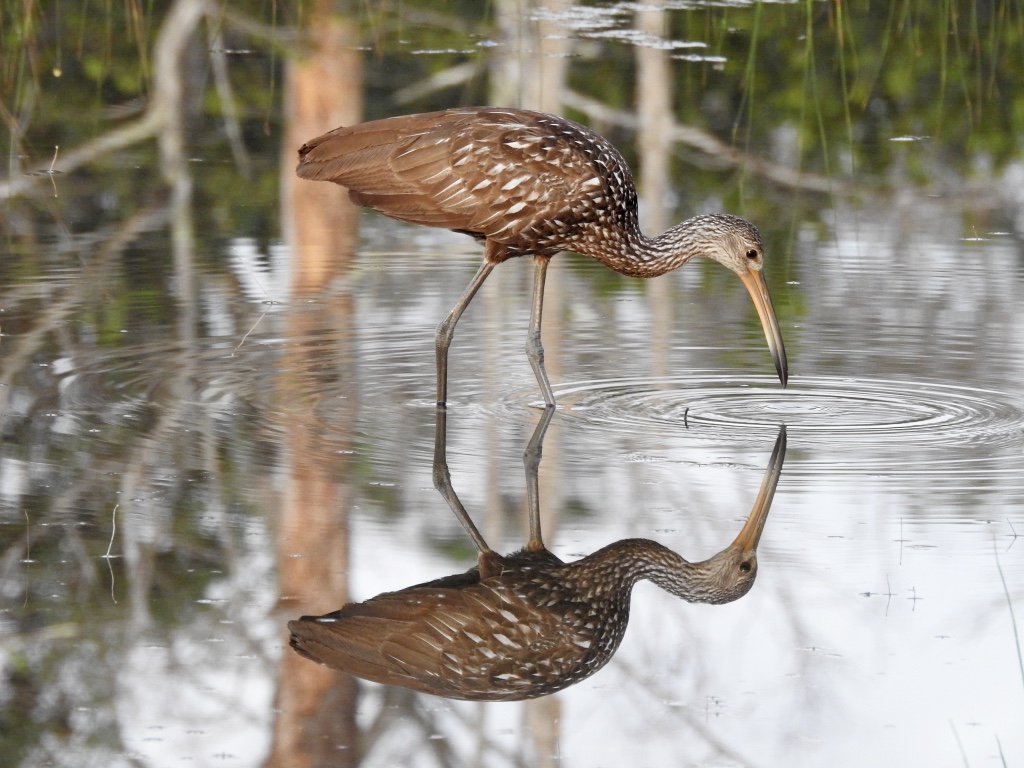 Reflection 