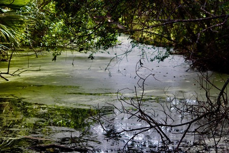 Algae Lake