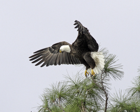 Proud American Eagle