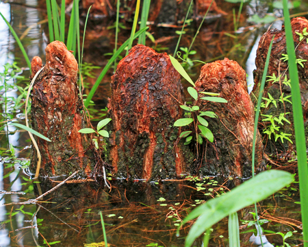 Dromedary Knees