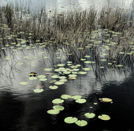 LILY PADS AND GRASSY WATERS