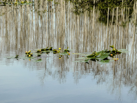 LILY PADS
