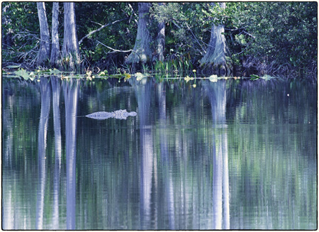 Reflective alligator