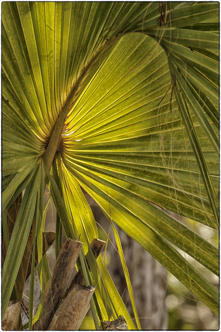 Palm curvature