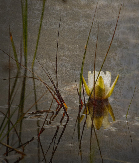 Textured lily