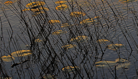 Sunset lillies