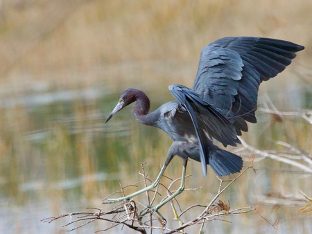 "Little Blue Heron"