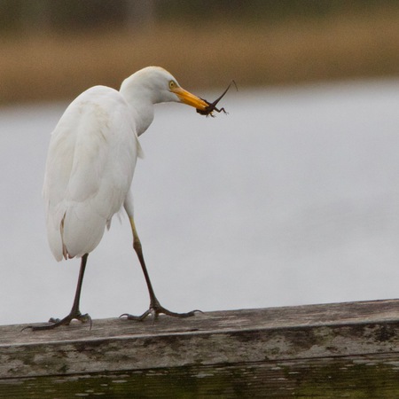 "Dinner time'!