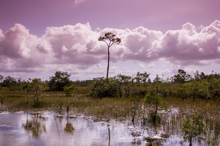 Sentinel Tree