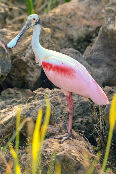 Roseate Spoonbill