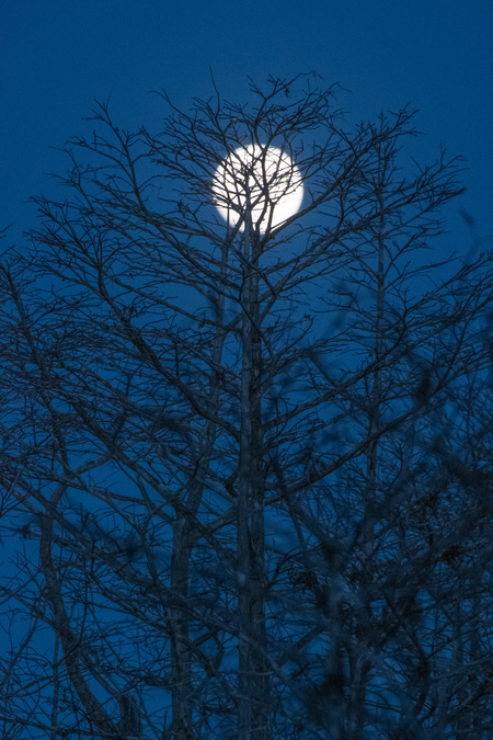 Moon over Grassy Waters