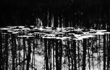 Black and White Water Lillies