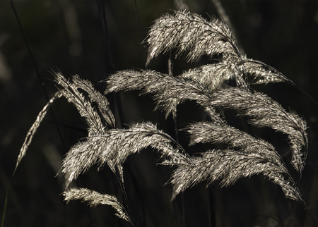 Grassy Water