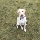 Entry image for Charlie