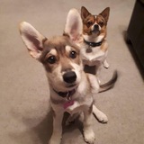 Entry image for Simba & Sadie 