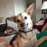 Entry image for Lucy