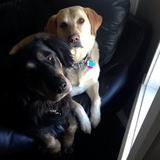 Entry image for Dakota and Bella