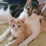 Entry image for Bandit and Simba 