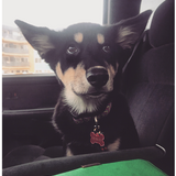 Entry image for Bella