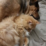 Entry image for Angie and Brutus