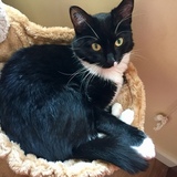 Entry image for Mittens 