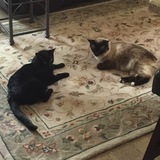 Entry image for Scooter &Spatz 