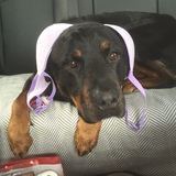 Entry image for Bella