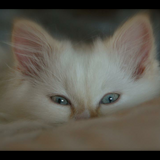 Entry image for Forrest 