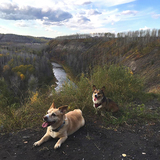 Entry image for Kovu and Kiara 