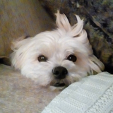 Entry image for Cooper