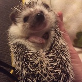 Entry image for Penelope