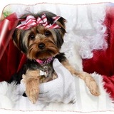 Entry image for Molly