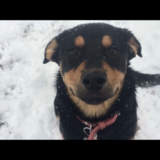 Entry image for Maggie